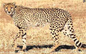 Cheetah