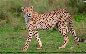 Cheetah