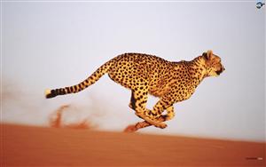 Cheetah