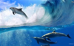 Dolphins