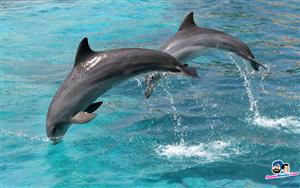 Dolphins