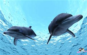 Dolphins