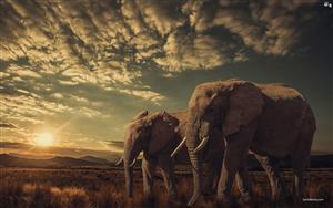 Elephants