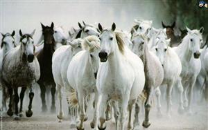 Horses