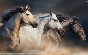 Horses