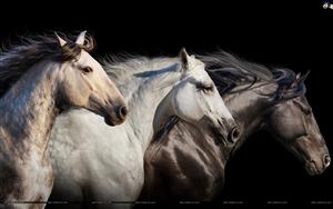 Horses