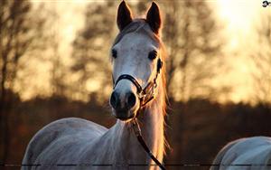 Horses