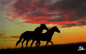 Horses