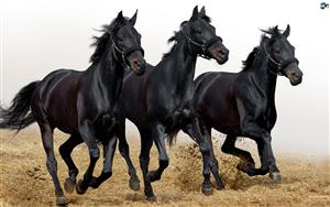 Horses