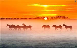 Horses