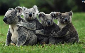 Koalas