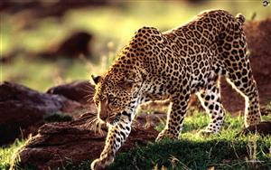 Leopards