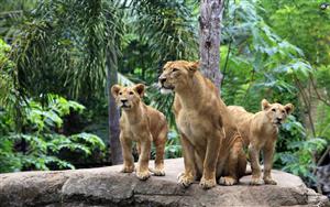 Lions