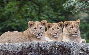 Lions