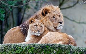 Lions