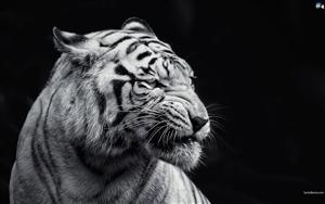 Tigers