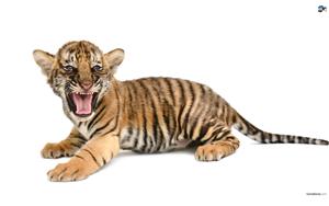 Tigers