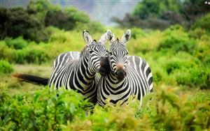 Zebras