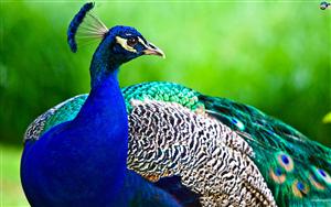 Peacocks