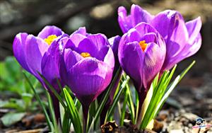 Crocuses