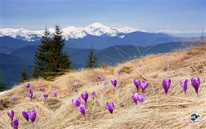 Crocuses