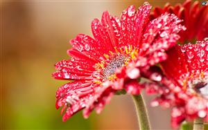 Daisies