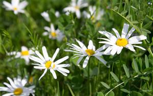 Daisies