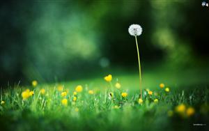 Dandelion