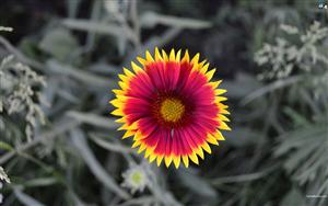 Gazania