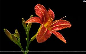 Lilies