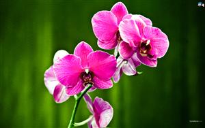 Orchids