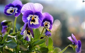 Pansies