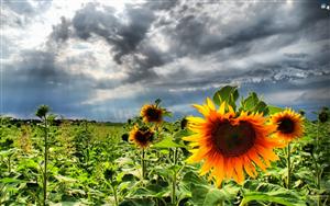 Sunflowers