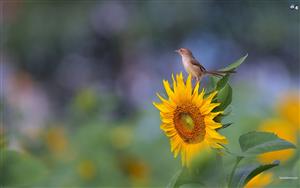 Sunflowers