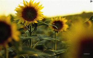 Sunflowers