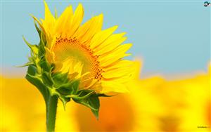 Sunflowers