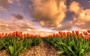 Tulips