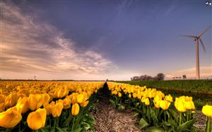 Tulips