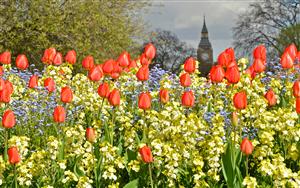 Tulips