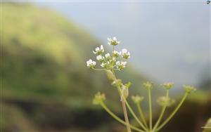 Wildflowers