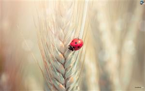 Ladybirds