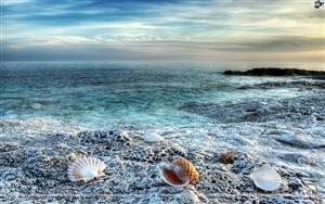 Seashells