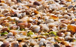 Seashells