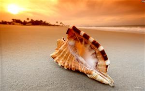 Seashells