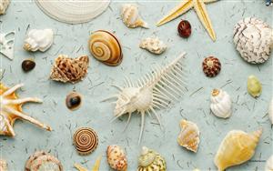 Seashells