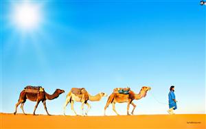 A caravan of Camels