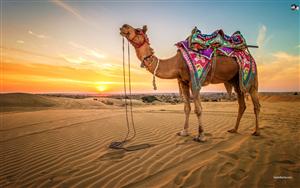 Tall, majestic camels basking in the desert heat