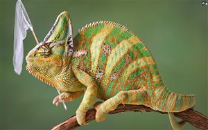 Chameleon