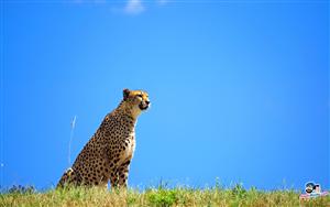 Cheetah