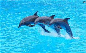 Dolphins